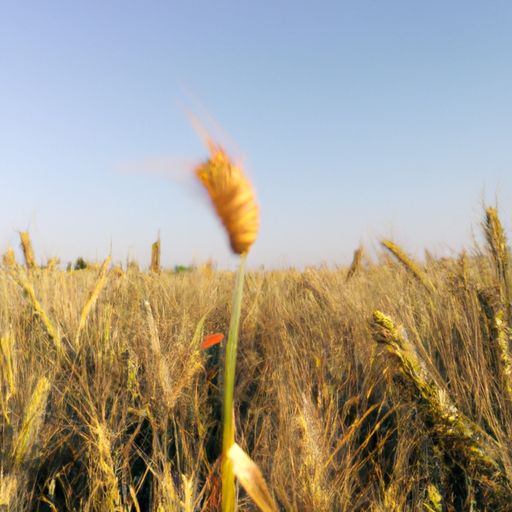 疯狂的麦咭手游