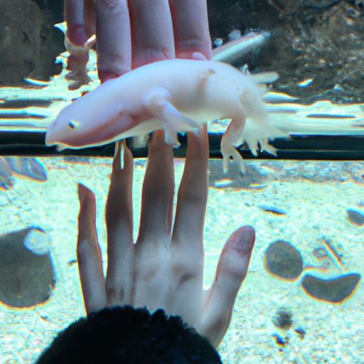 提莫必须死手游