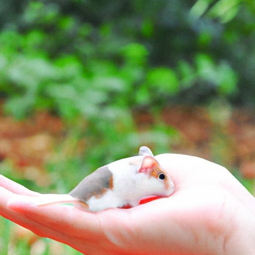 手游宠物小精灵祈福