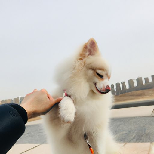 神雕手游 宠物悟性