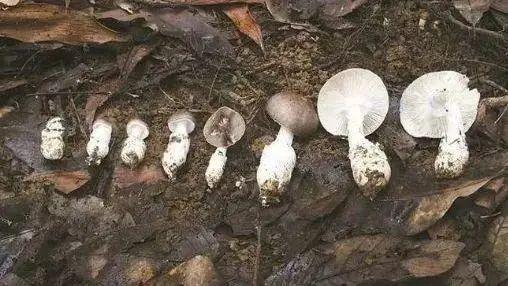 致命通缉令手游下载,全球通缉游戏