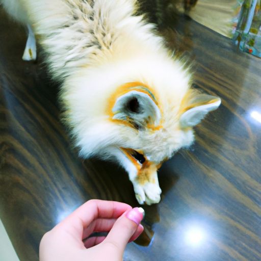 手游合租记狐狸结局（合租记手游下载）
